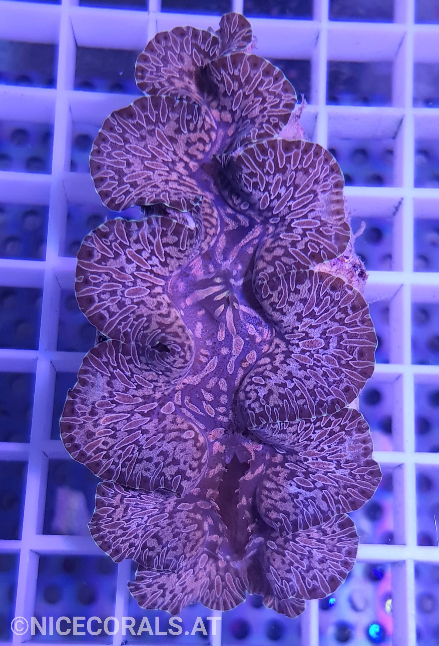 Tridacna Maxima Tear Drop 7 cm