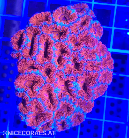 Acanthastrea