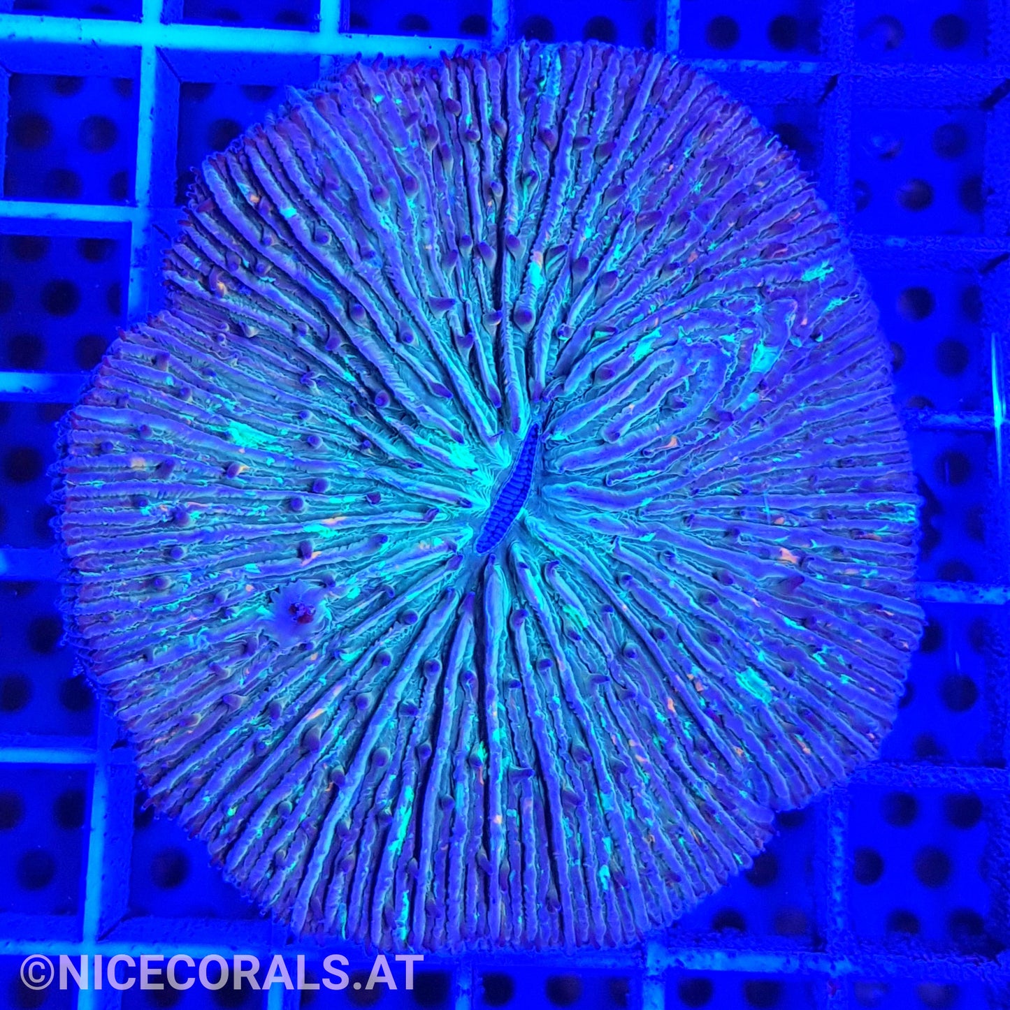 Cycloseris