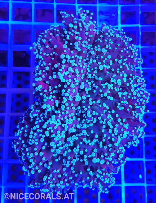 Euphyllia divisa