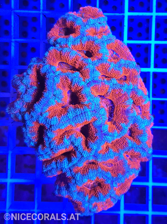 Acanthastrea