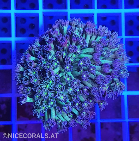 Goniopora Ultra