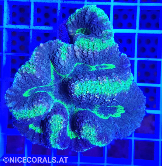 Lobophyllia
