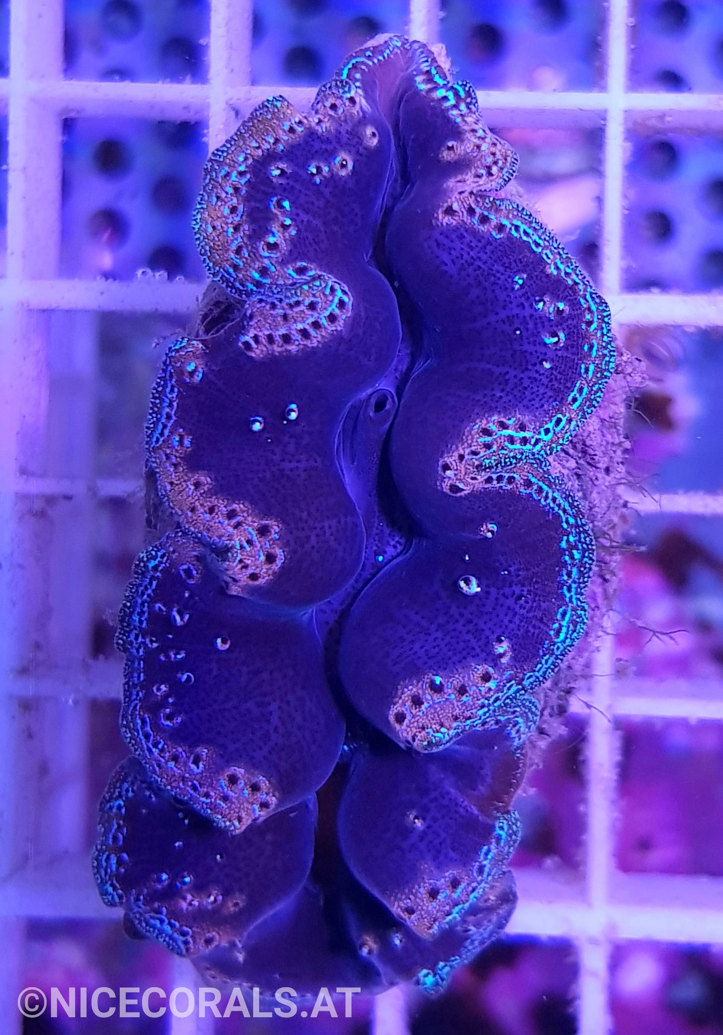 Tridacna crocea 6cm