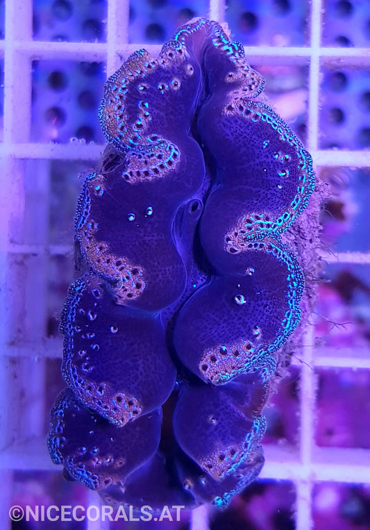 Tridacna crocea 6cm
