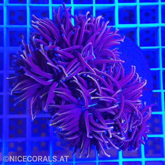 Euphyllia Indo Gold Torch 5 Heads
