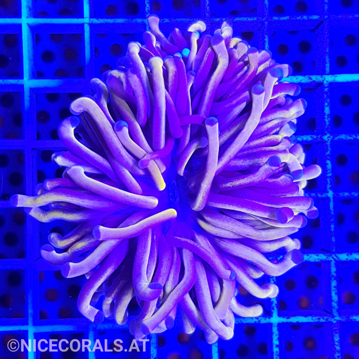 Euphyllia cristata gold