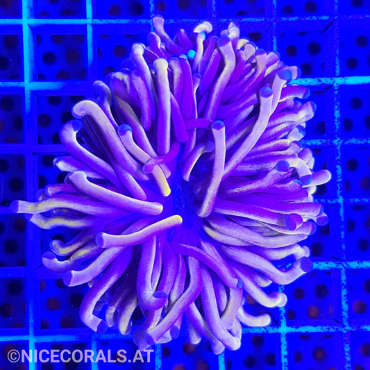 Euphyllia cristata gold
