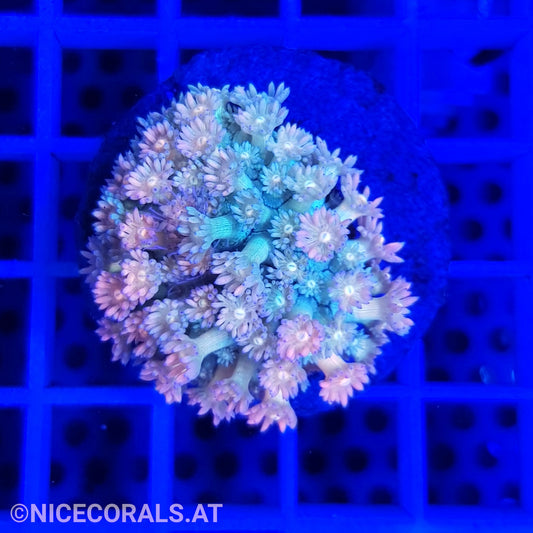 Goniopora