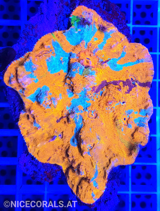 Chalice Katar Orenji