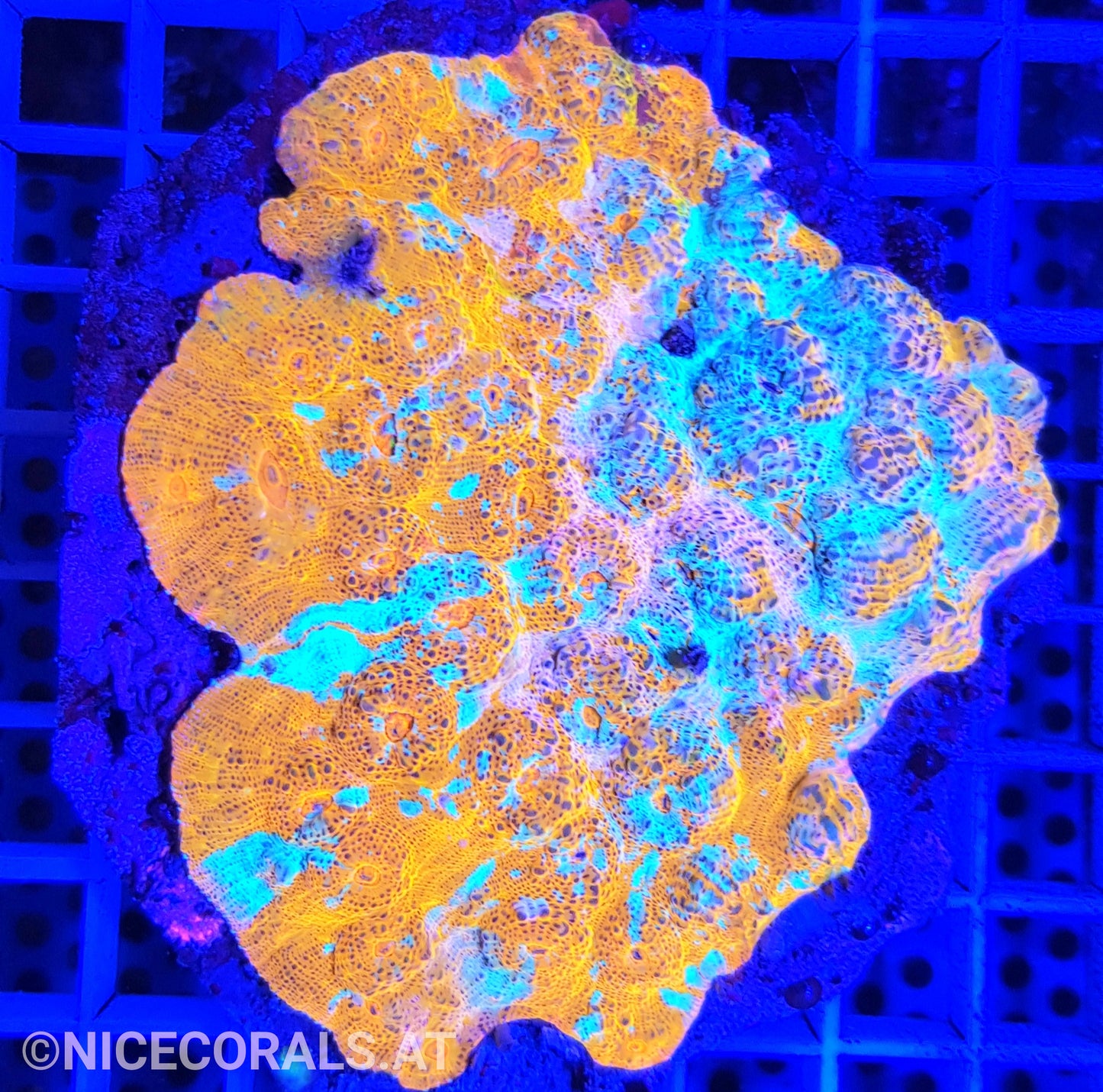 Chalice Katar Orenji