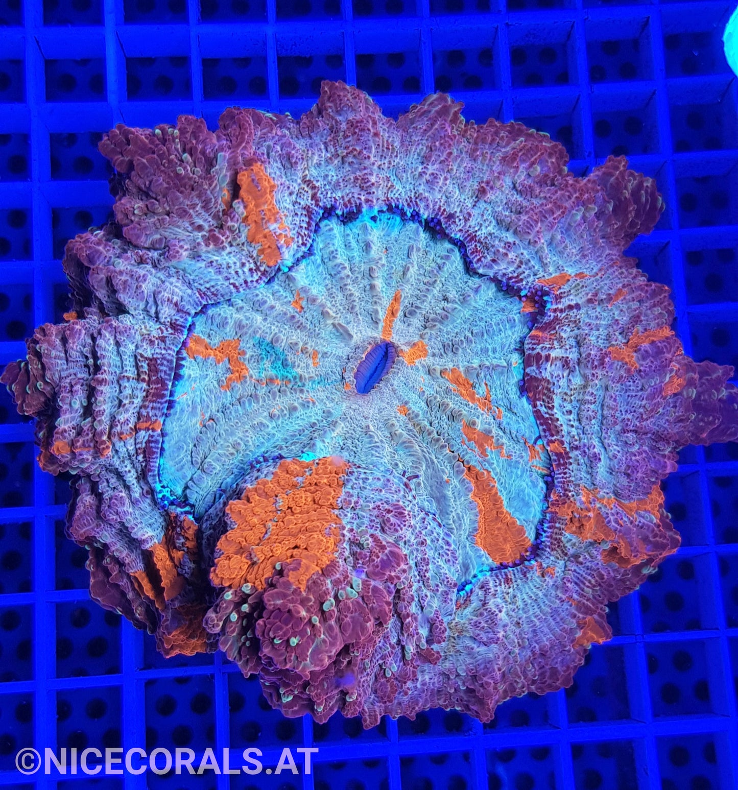 Cynarina SP. Acanthophyllia
