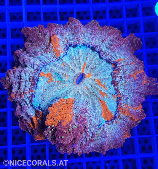 Cynarina SP. Acanthophyllia