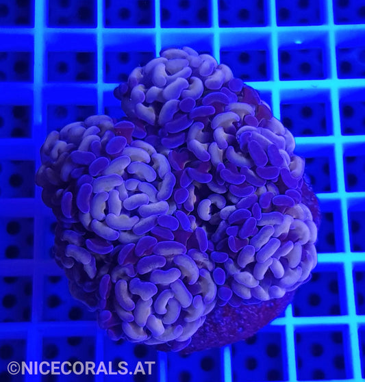 Euphyllia Paraancora 4-5 Heads