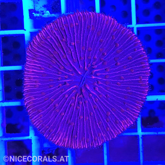 Cycloseris Red