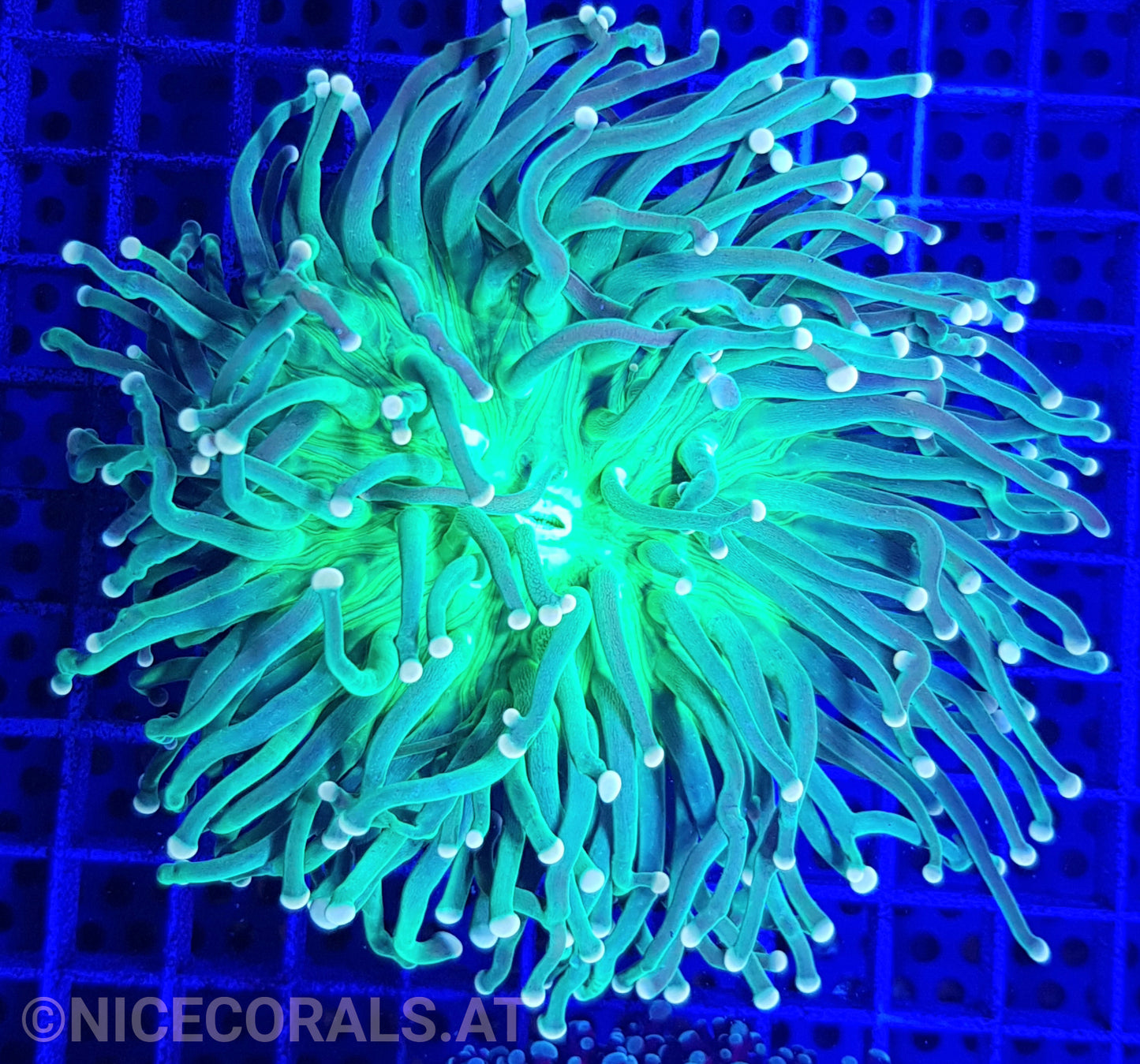 Euphyllia Torch Metallic Green