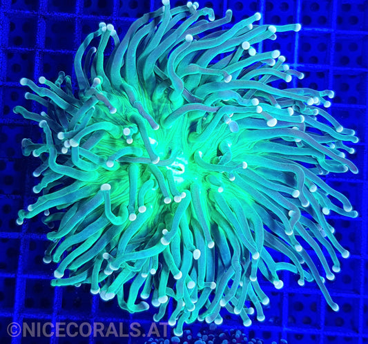 Euphyllia Torch Metallic Green