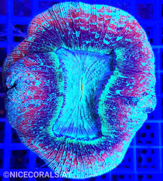 Trachyphyllia