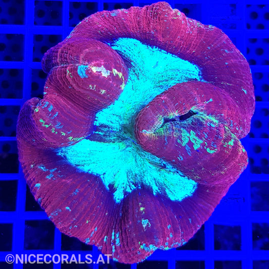 Trachyphyllia