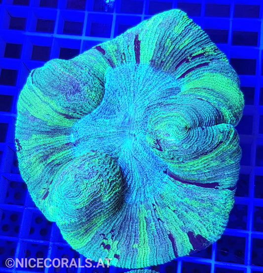Trachyphyllia