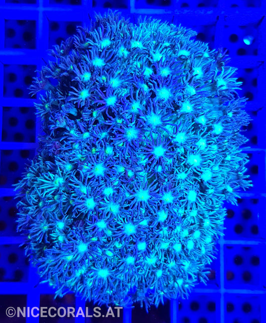 Goniopora