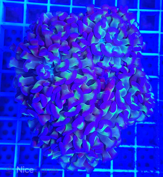 Euphyllia paraancora