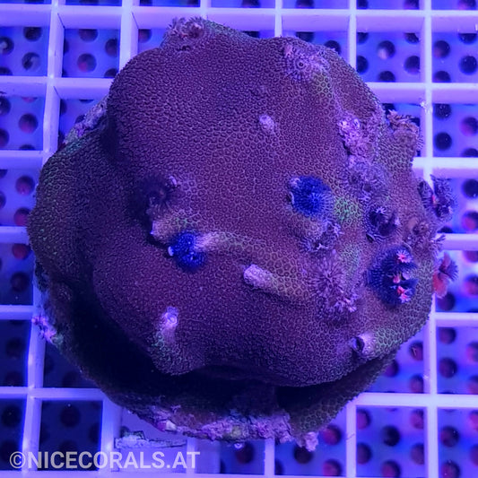 Porites tube worm