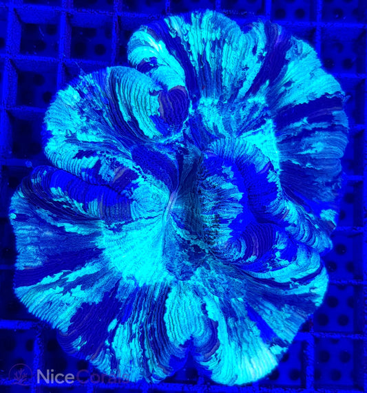 Trachyphyllia