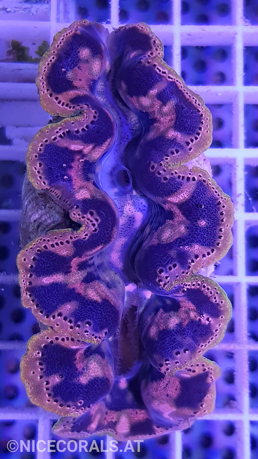 Tridacna crocea 8cm