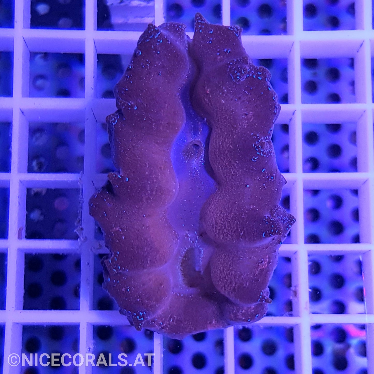 Tridacna crocea