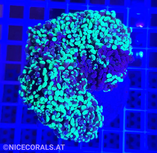 Euphyllia Paraancora 4-5 Heads