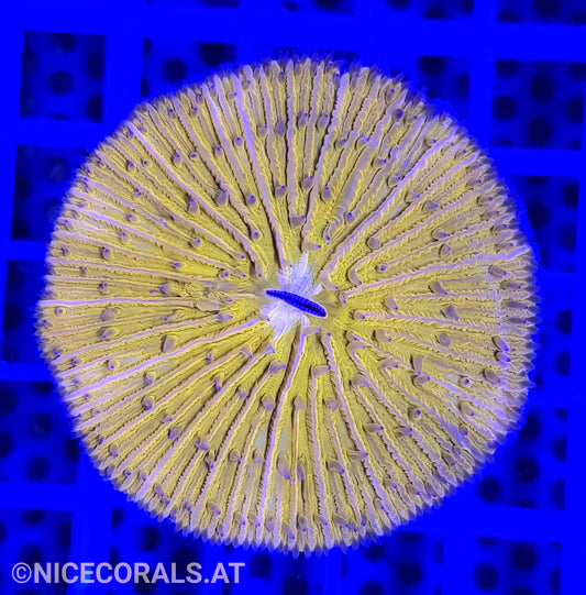 Cycloseris