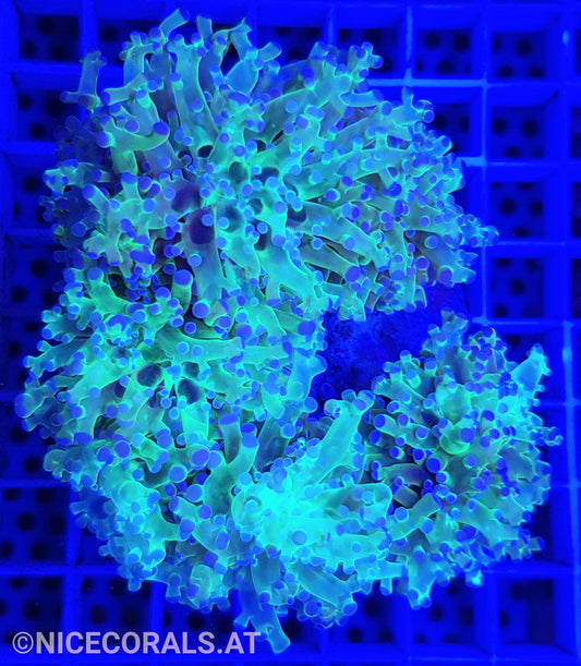 Euphyllia Paradivisa 4-5 Heads