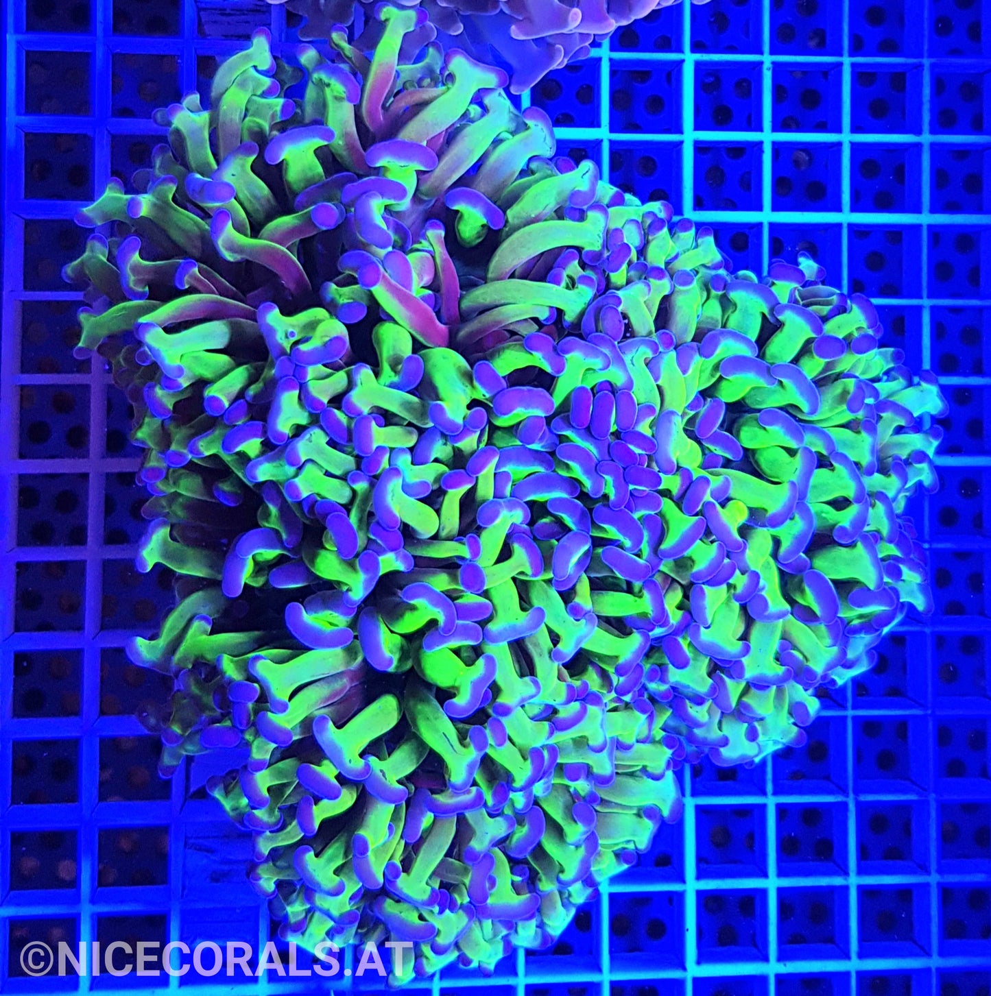 Euphyllia Ancora XXL