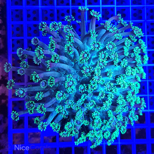 Goniopora XXL