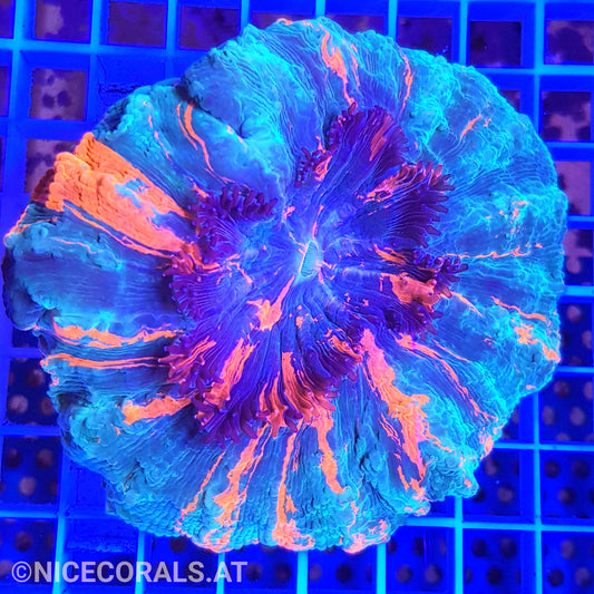 Cynarina SP. Acanthophyllia