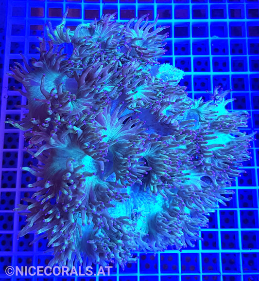 Catalaphyllia