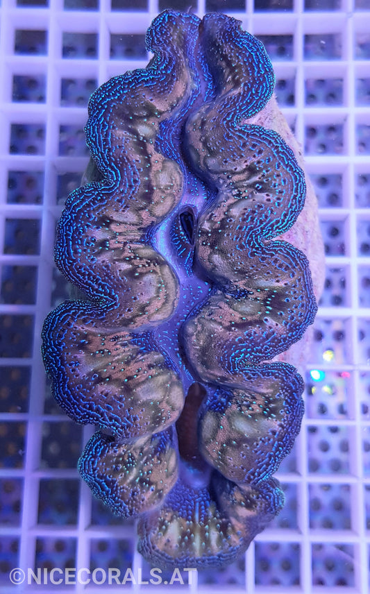 Tridacna Crocea
