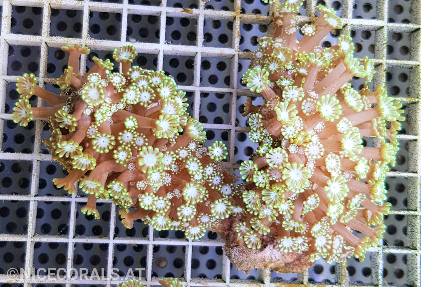 Alveopora