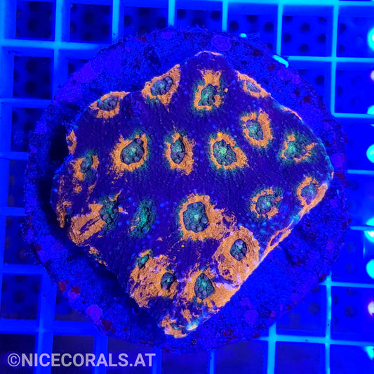 Acanthastrea echinata