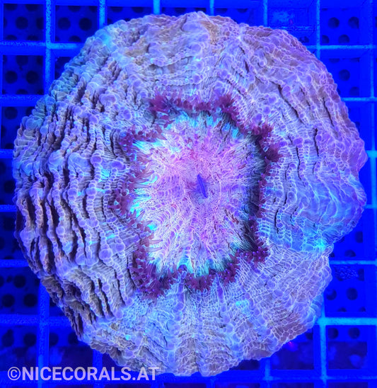 Cynarina SP. Acanthophyllia Rainbow