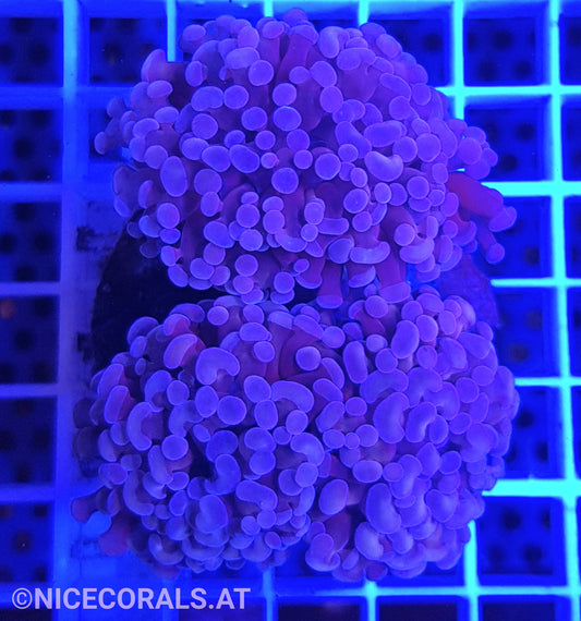 Euphyllia Paraancora