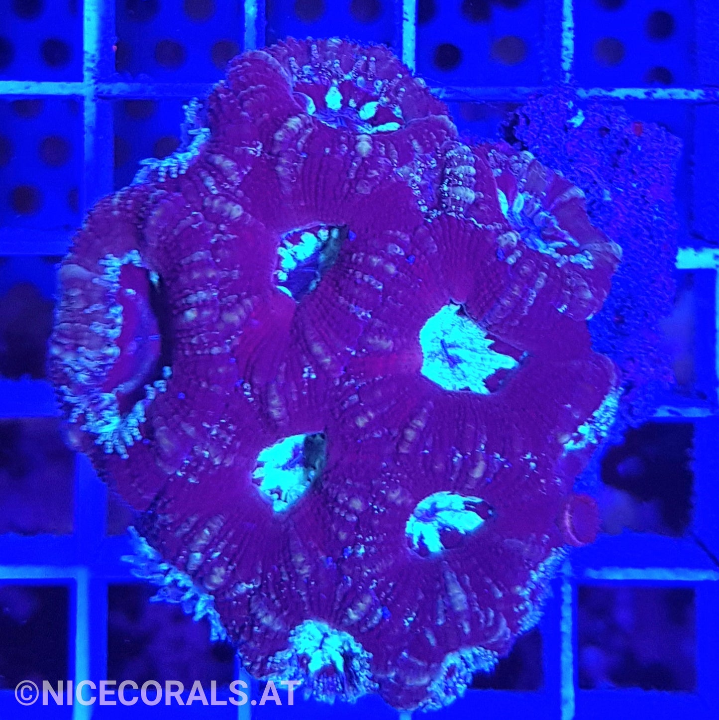Acanthastrea