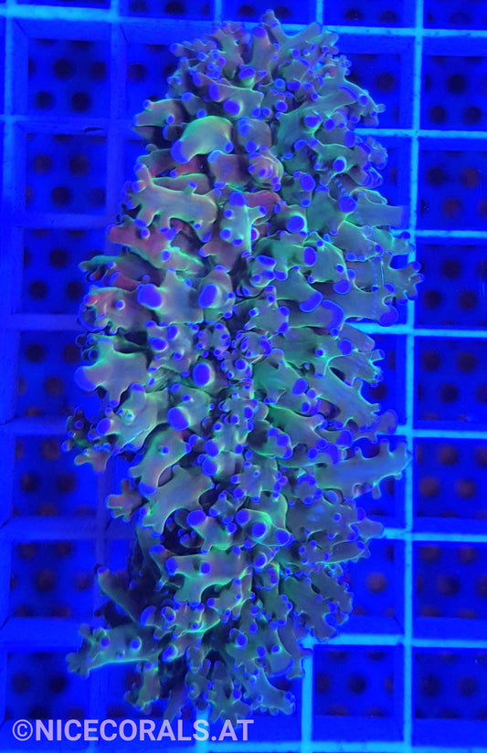 Euphyllia divisa