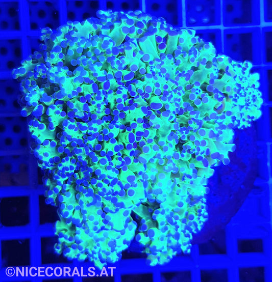 Euphyllia Paradivisa 4-5 Heads