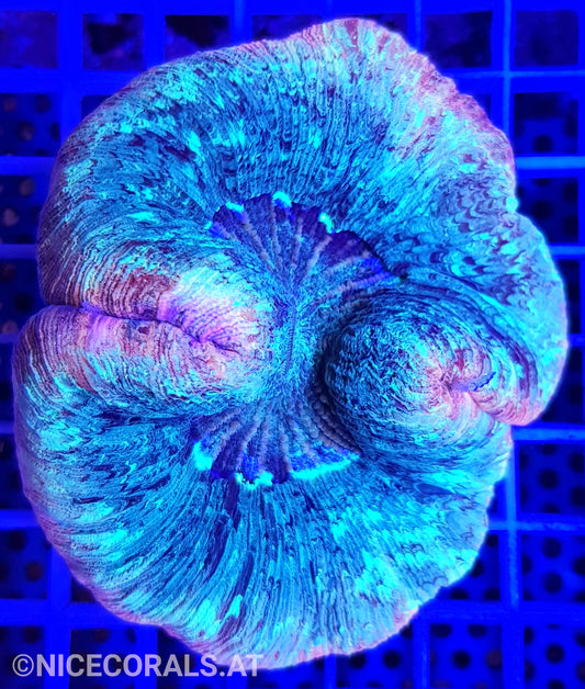 Trachyphyllia