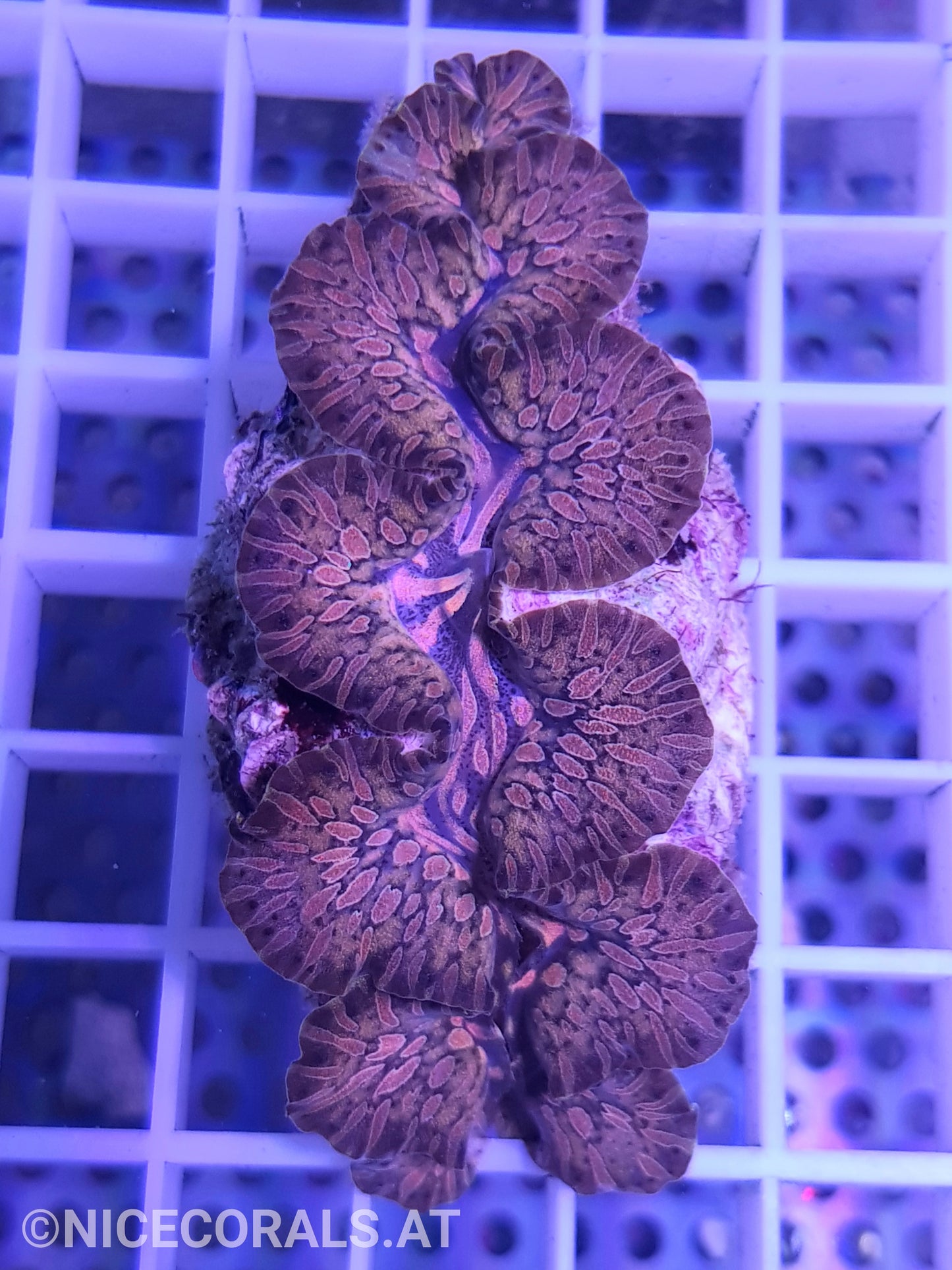 Tridacna Maxima Tear Drop 6 cm +