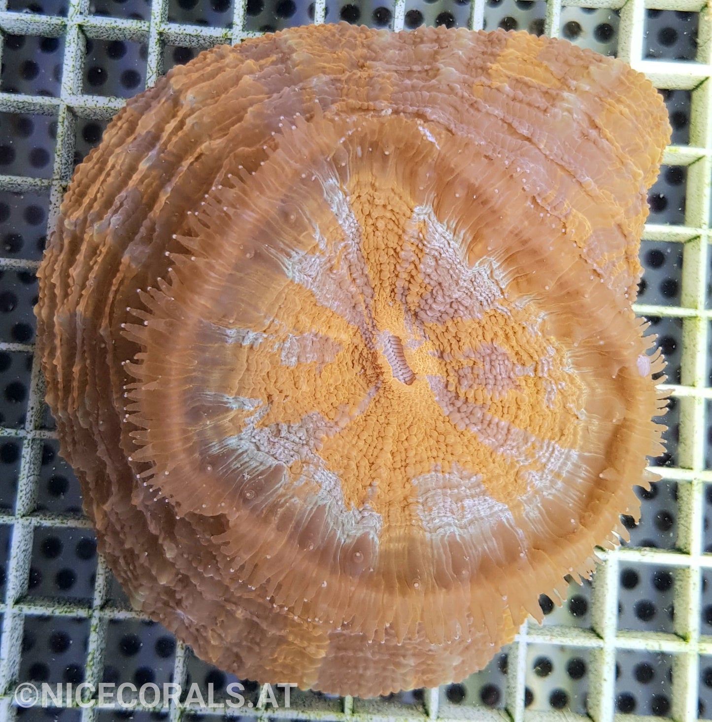 Cynarina SP. Acanthophyllia