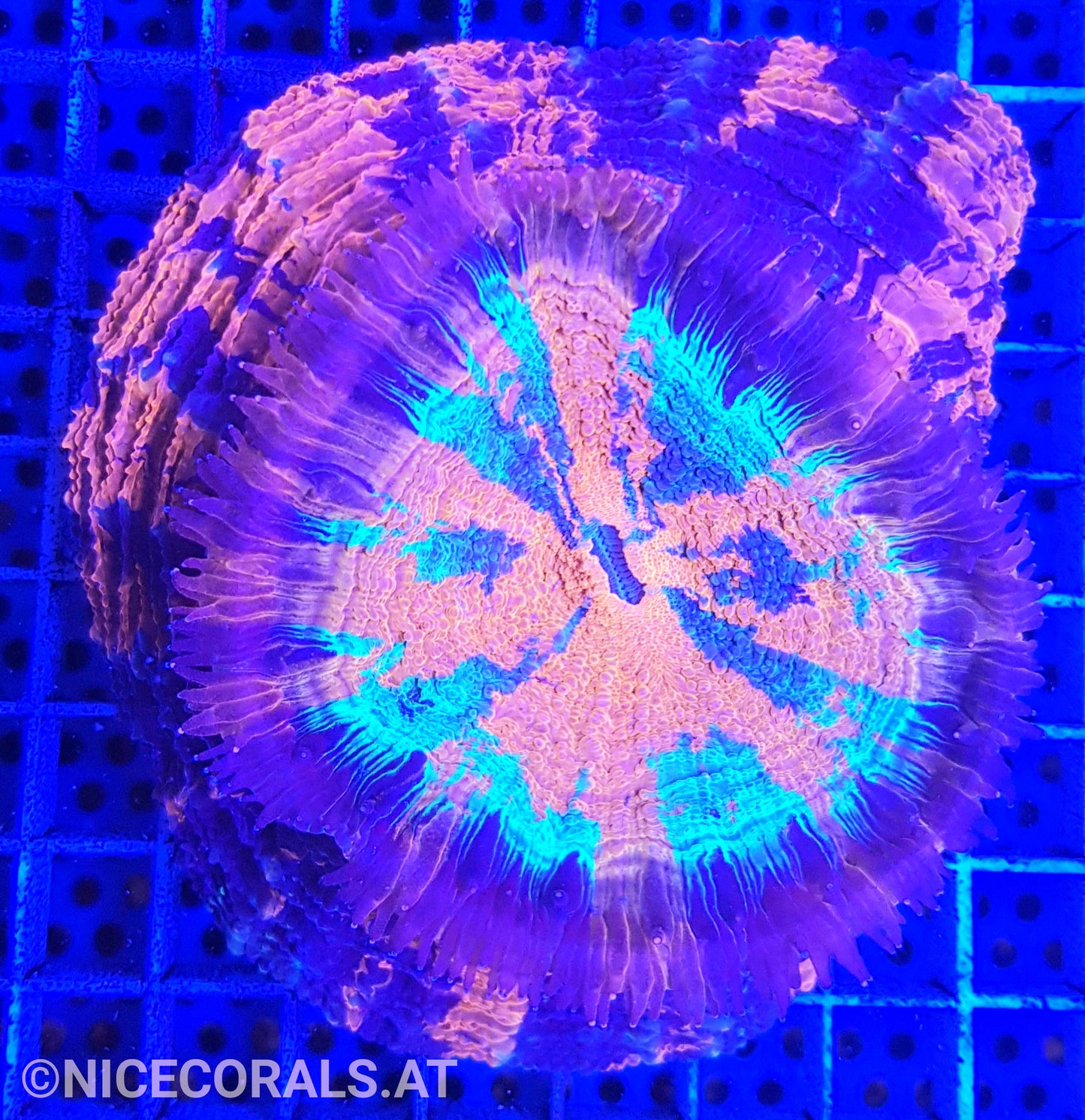 Cynarina SP. Acanthophyllia