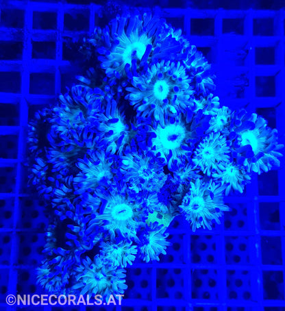 Duncanopsammia